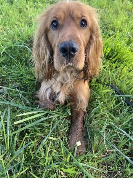 Cani Décrypt' Educateur Comportementaliste Canin - Educatrice canin - photo 2