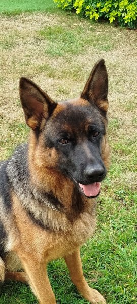 Cani Décrypt' Educateur Comportementaliste Canin - Educatrice canin - photo 3