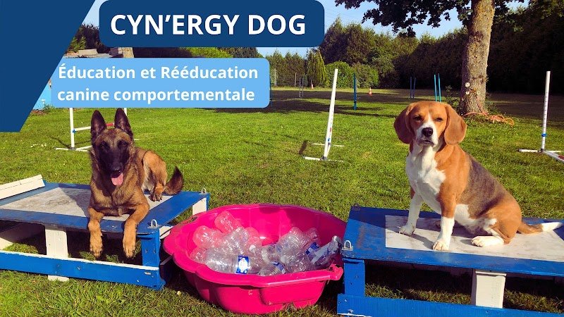 Cyn'ergy dog éducateur canin/ comportementaliste - photo 1