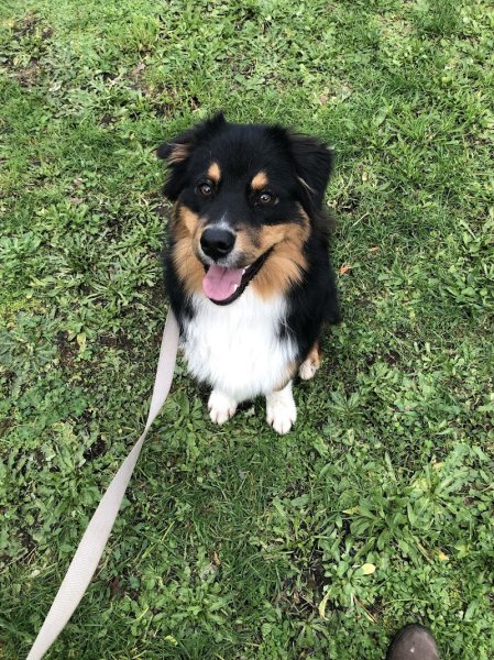 Cyn'ergy dog éducateur canin/ comportementaliste - photo 2