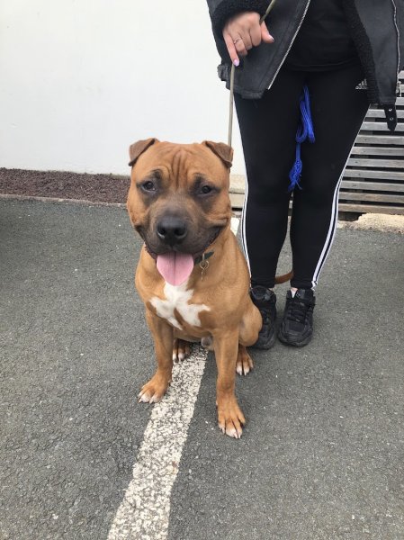 Cyn'ergy dog éducateur canin/ comportementaliste - photo 3