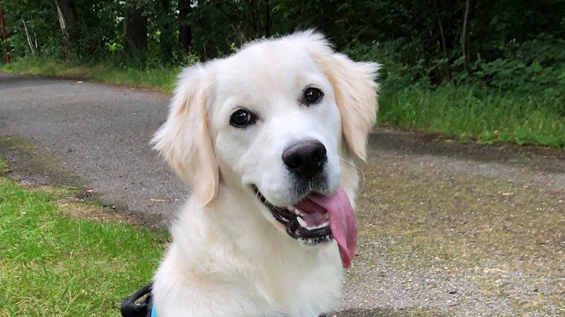 DOGGOLOG - éducateur comportementaliste canin a domicile