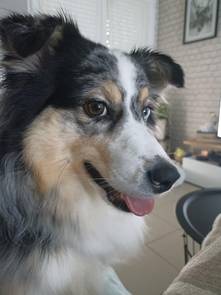 DOGGOLOG - éducateur comportementaliste canin a domicile - photo 2