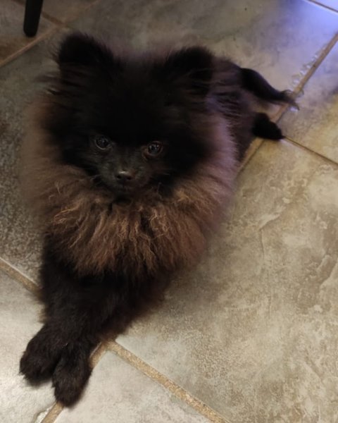 DOGGOLOG - éducateur comportementaliste canin a domicile - photo 3