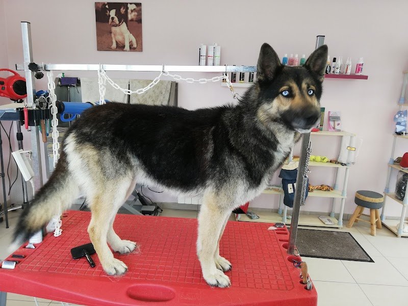 Au plaisir du chien - photo 1