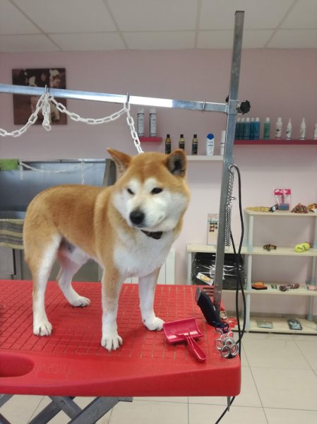 Au plaisir du chien - photo 2