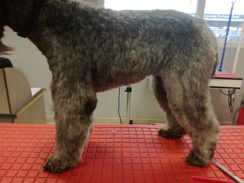 Au plaisir du chien - photo 3