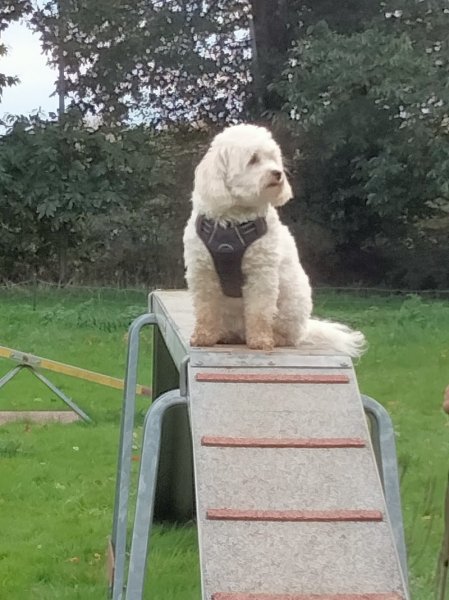 Club d'Education Canine et d'Agility de Laurenan (ecole du chiot ,re education)