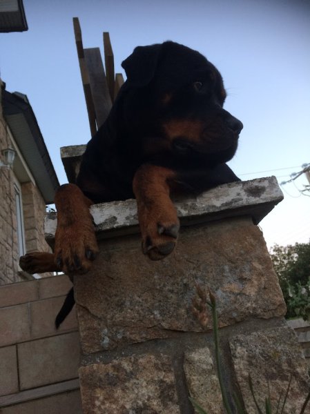 Armor Training Dog - photo 3