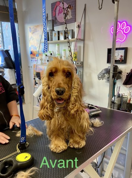 Amour de Chien - photo 1