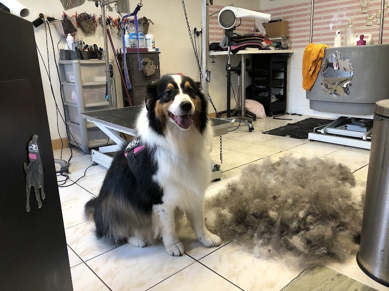 Amour de Chien - photo 2