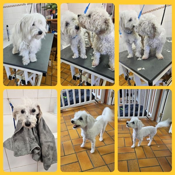 Os Beaux Chiens - photo 1