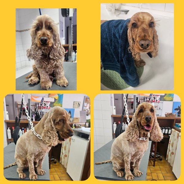 Os Beaux Chiens - photo 2