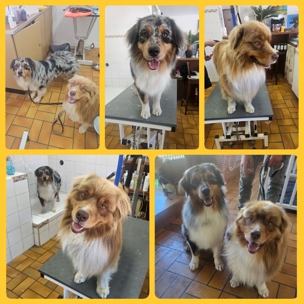 Os Beaux Chiens - photo 3