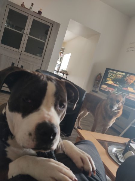 hei-ko dog - photo 2