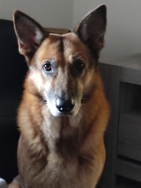 hei-ko dog - photo 3