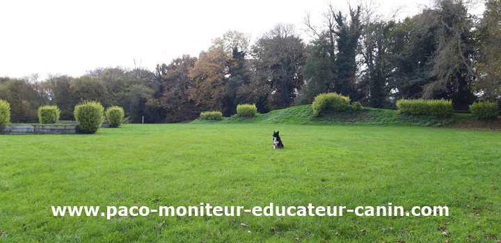 Paco Moniteur et Educateur canin - photo 1