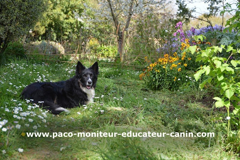 Paco Moniteur et Educateur canin - photo 2