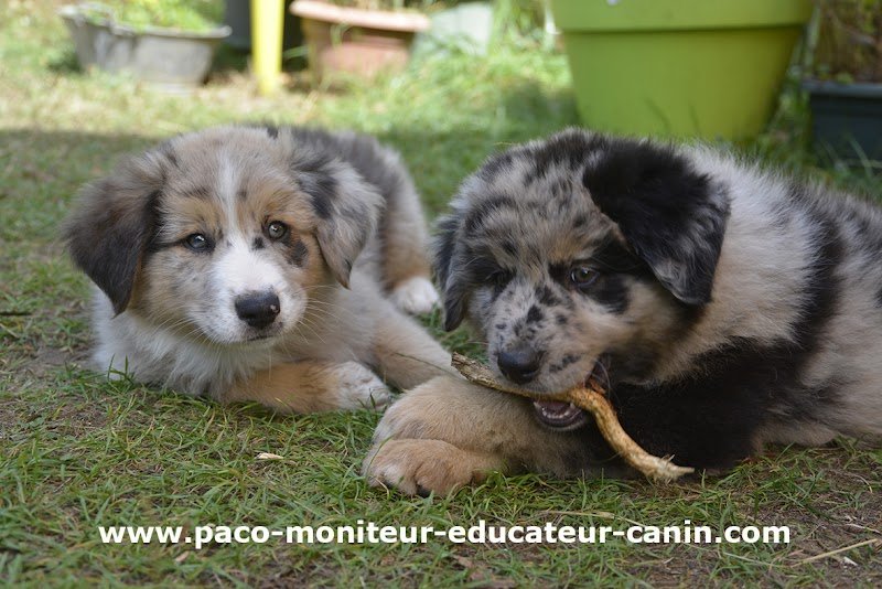 Paco Moniteur et Educateur canin - photo 3
