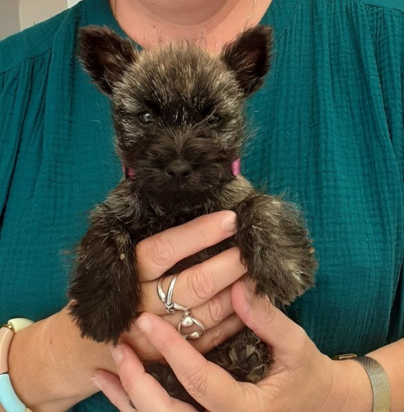 Pension Canine LVC - photo 1