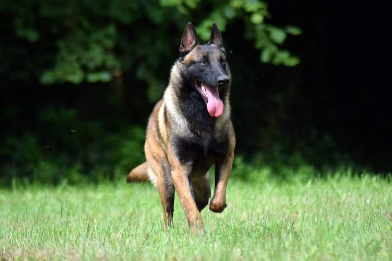 Pension Canine LVC - photo 2