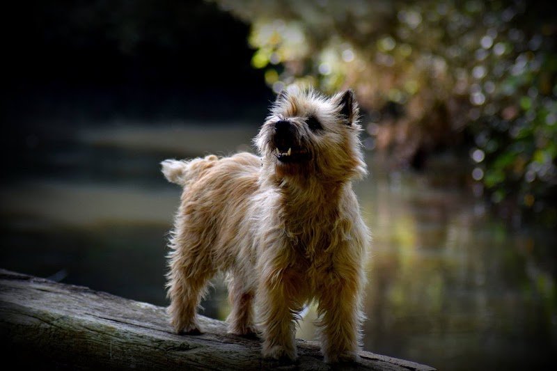 Pension Canine LVC - photo 3