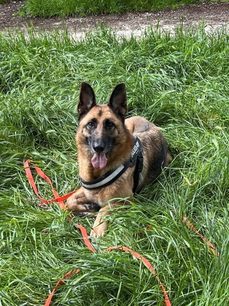 Animal Intégral - Côtes-d'Armor - Education canine - photo 2