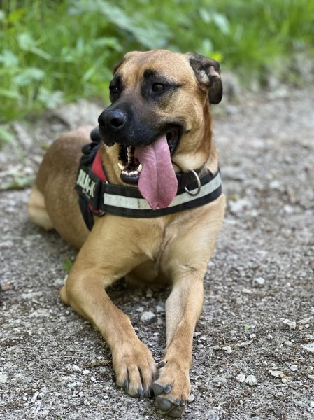 Animal Intégral - Côtes-d'Armor - Education canine - photo 3