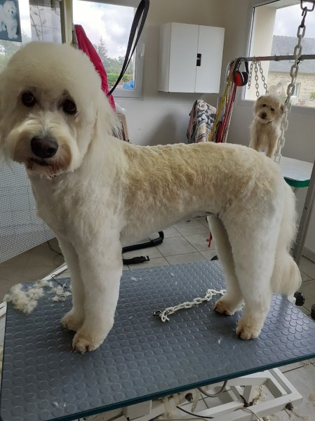 Espace Canin - photo 1