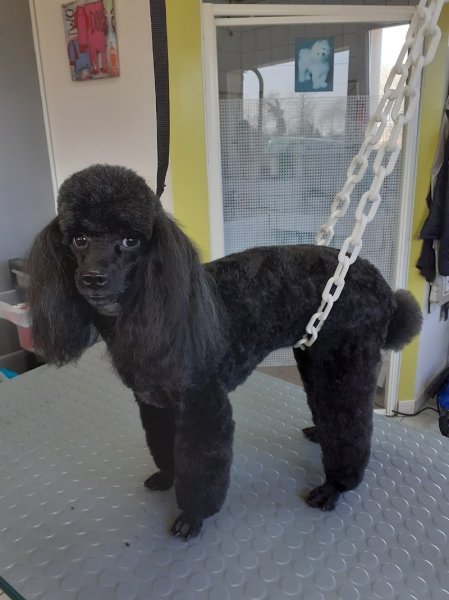 Espace Canin - photo 2