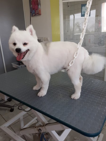 Espace Canin - photo 3