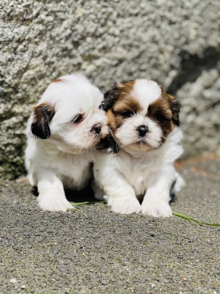 Elevage LE BEAUREGARD DU CHIEN - photo 1