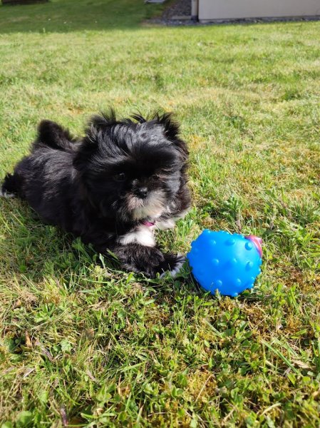 Elevage LE BEAUREGARD DU CHIEN - photo 2