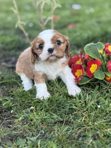 Elevage LE BEAUREGARD DU CHIEN - photo 3