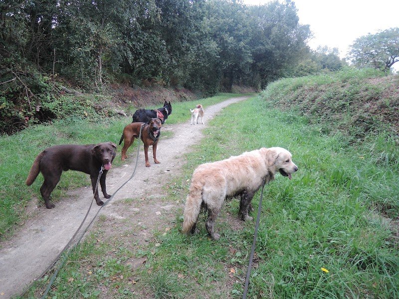 Parlons Chien - photo 1