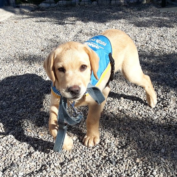 Centre HANDI'CHIENS Bretagne