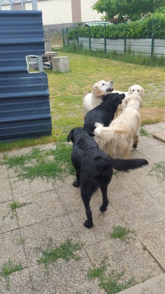 Centre HANDI'CHIENS Bretagne - photo 3