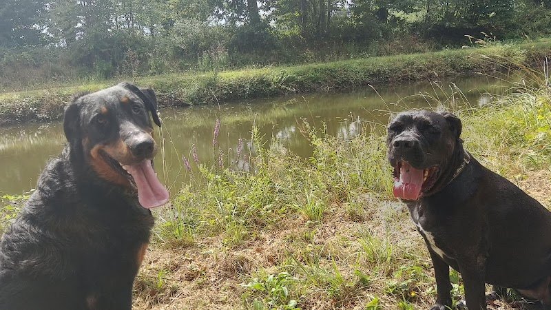 Binôme A 3 Education Canine : éducateur, dresseur, comportementaliste chiot et chien