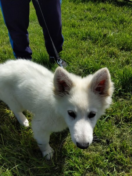 Binôme A 3 Education Canine : éducateur, dresseur, comportementaliste chiot et chien - photo 2