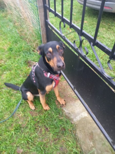 Binôme A 3 Education Canine : éducateur, dresseur, comportementaliste chiot et chien - photo 3