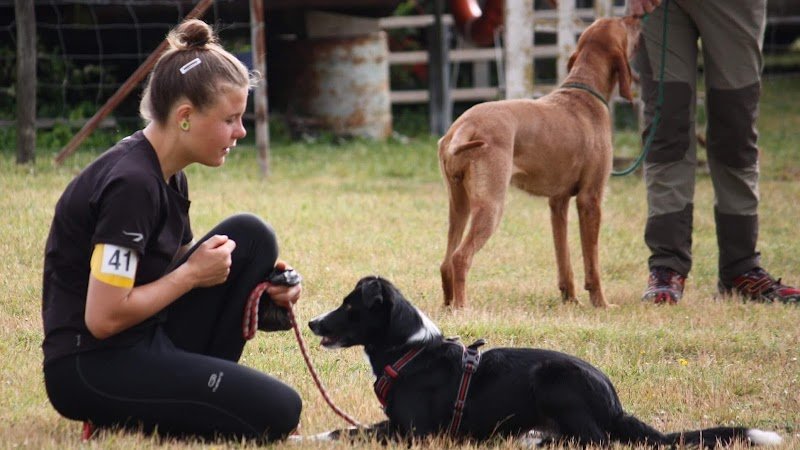 Esprit Canin 35 - Éducation et agility - photo 1