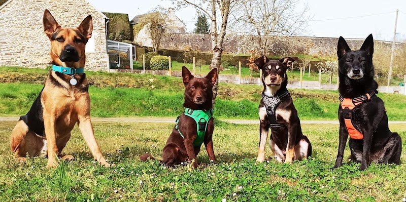 Esprit Canin 35 - Éducation et agility - photo 2