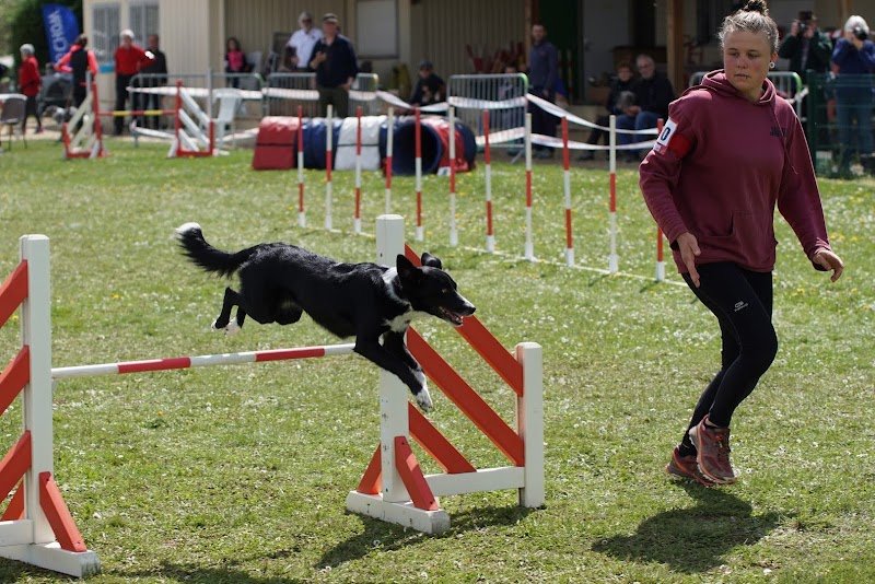 Esprit Canin 35 - Éducation et agility - photo 3