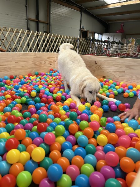 Pole Canin de Chen-Si - photo 1