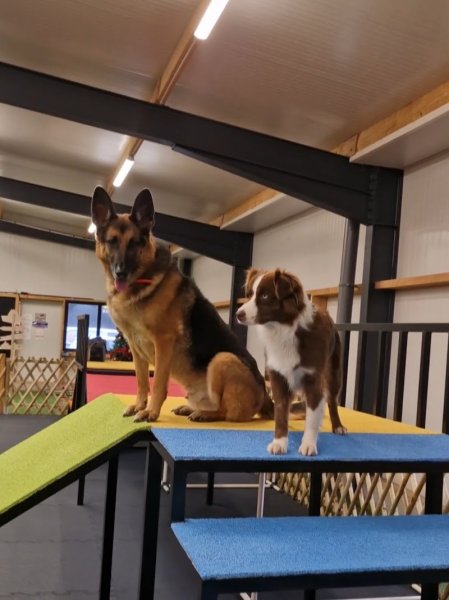 Pole Canin de Chen-Si - photo 2