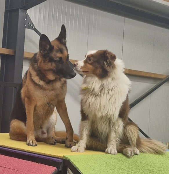 Pole Canin de Chen-Si - photo 3