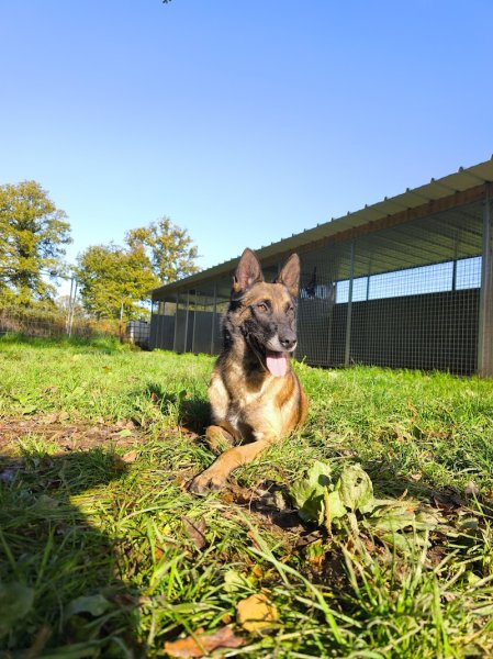 SYM DOG 56 – Éducateur canin comportementaliste – Brignac / Morbihan