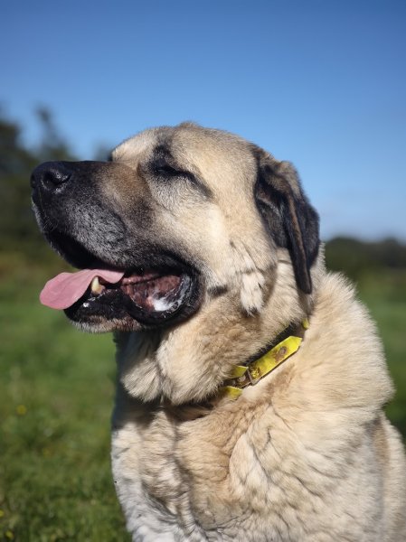 SYM DOG 56 – Éducateur canin comportementaliste – Brignac / Morbihan - photo 2