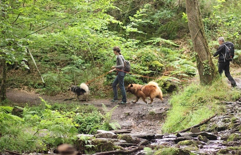 Happy Dogs Therapy - Educateur, comportementaliste et masseur canin - photo 2