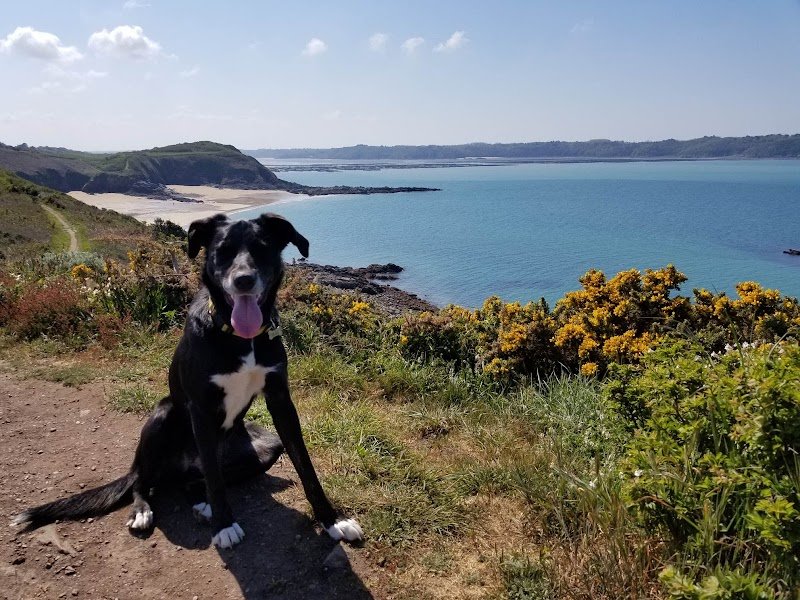 Cani Shanti - Educateur comportementaliste canin